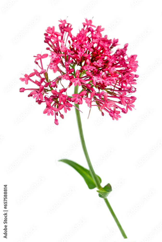 Obraz premium Red Valerian, Centranthus ruber, flower and foliage isolated against white