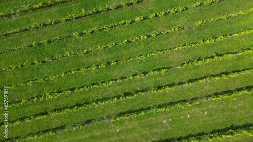 High-level drone shot looking down and rotating over rows of vines in English vineyard near Albury Surrey UK on a sunny August day