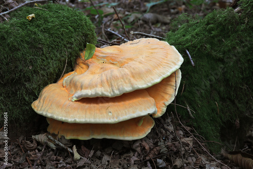 polypore soufré ou 