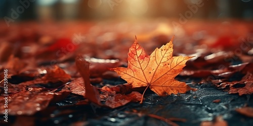 Fototapeta Naklejka Na Ścianę i Meble -  autumn fall leaves background cinematic