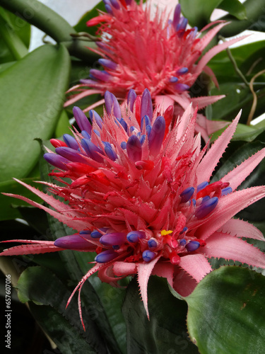 Aechmea Fasciata also known as silver vase plant or urn plant. 