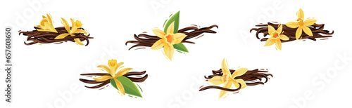Beautiful Yellow Vanilla Flower and Dry Sticks Vector Set