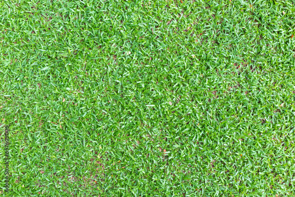 Fototapeta premium Green grass texture background, Abstract green lawn background with morning sunlight.the soccer field and golf course concept
