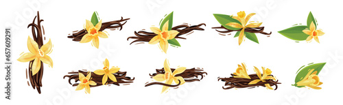 Beautiful Yellow Vanilla Flower and Dry Sticks Vector Set