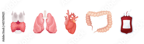 Human Body Internal Organ as Anatomy Vector Set