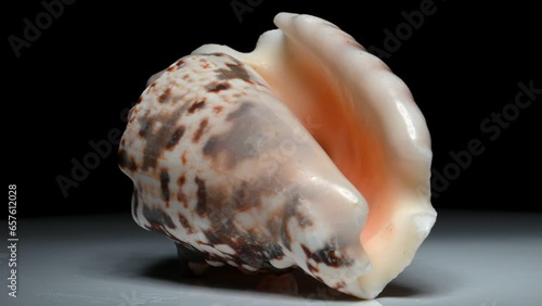 Silver-Lipped Conch / Silver Conch shell (Lentigo lentiginosus) rotating slowly against a black background. photo