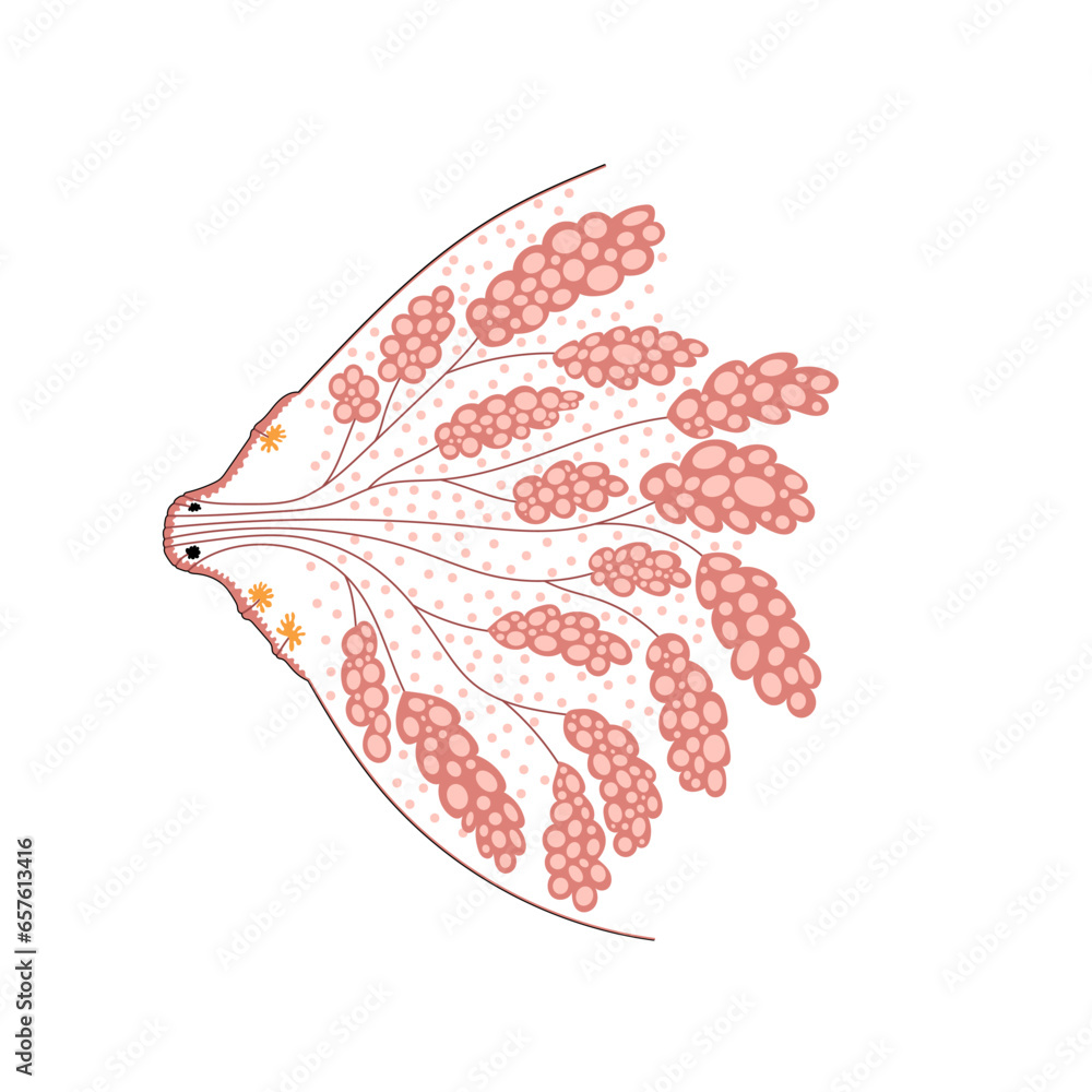 Woman breast internal structure hand drawing. Side view of mammary