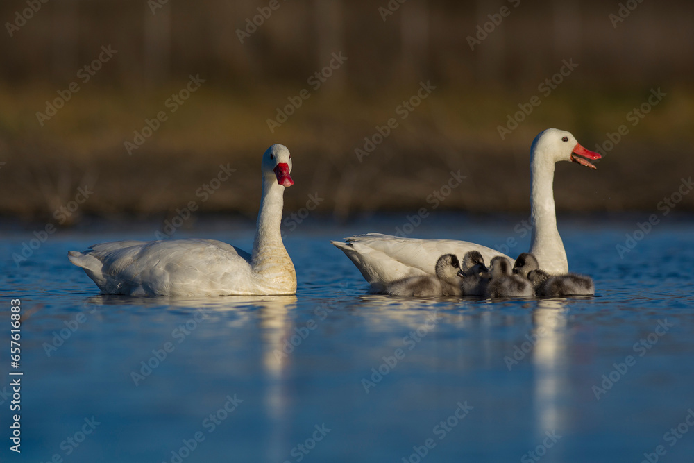 Coscoroba swan with cygnets swimming in a lagoon , La Pampa Province, Patagonia, Argentina. Coscoroba swan with cygnets swimming in a lagoon , La Pampa Province, Patagonia, Argentina.