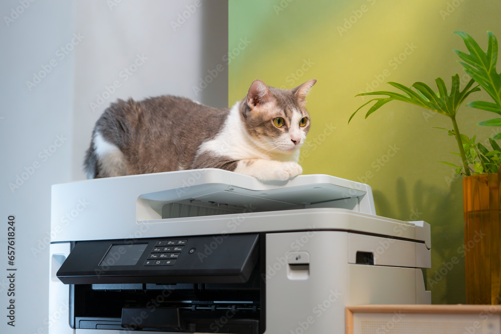 Cat Copy Machine Tabby Cats sitting on a multifunction laser printer in home-office ...