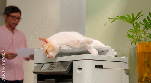 Cats sleeping on a multifunction laser printer in the home office. and office worker in behind. Heartwarming relationships between people and their beloved pets.  photo