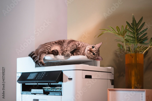 Fotografía Tabby Cats lying on a multifunction laser printer in home-office documents or paperwork