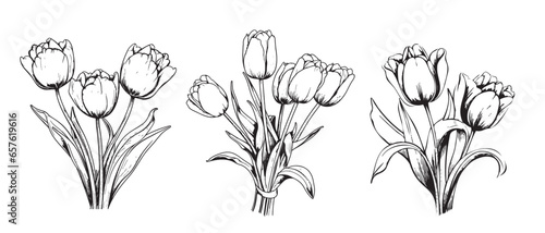 Tulip set hand drawn sketch Flowers .Vector