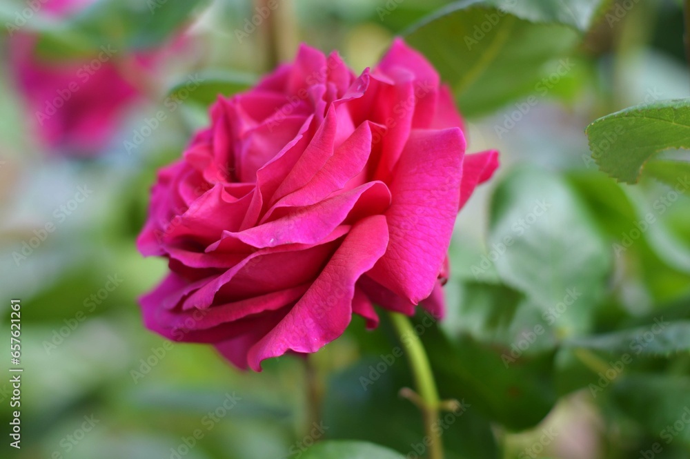 Bright flower of a beautiful blooming pink rose with green leaves. Close-up. Bright flower of a beautiful blooming pink rose with green leaves. Close-up.