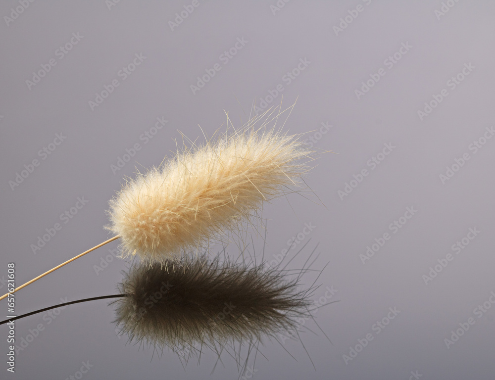 A single dried flower of a tail grass plant is beautifully reflected in a black mirror background