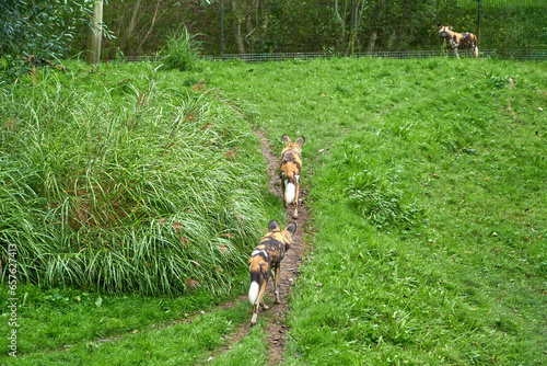 African painted dogs in a habitat at Chester Zoo, Cheshire, UK photo