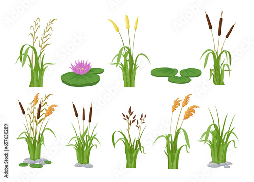 Lake aquatic plant cartoon swamp cattails marsh reed and blooming bulrush set isometric vector