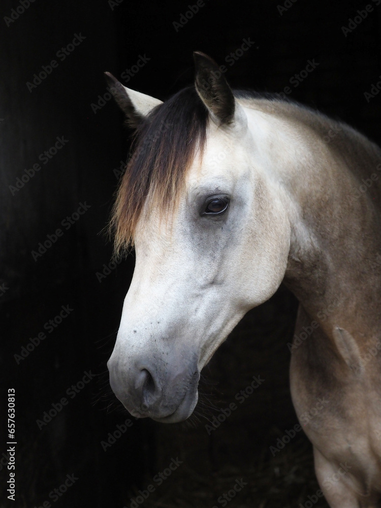 Obraz premium Dun Horse Headshot