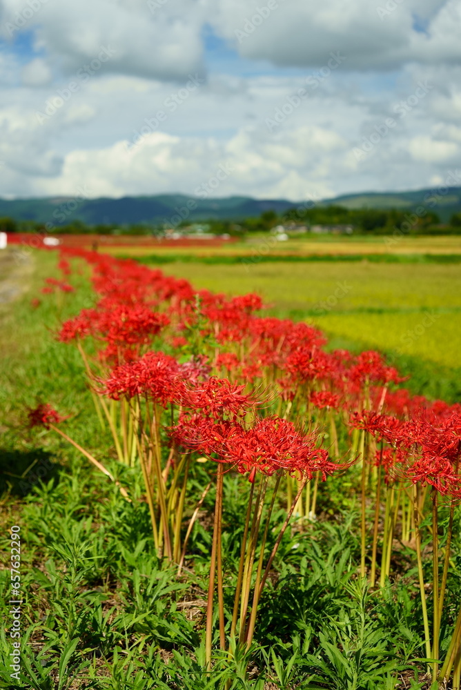 田んぼの近くの畦道に咲く彼岸花