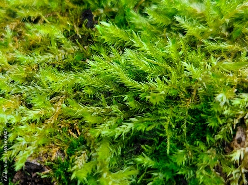 beautiful green moss on a tree. Moss close up