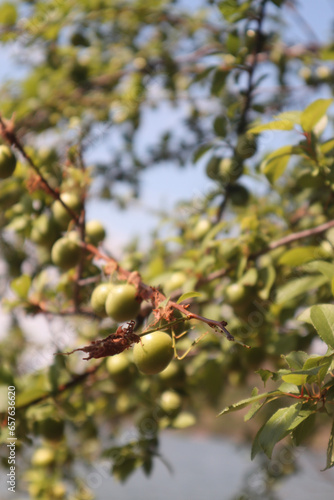 red berries on a tree