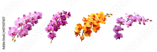 Set of different colors orchid flowers isolated on transparent background. Generative Ai