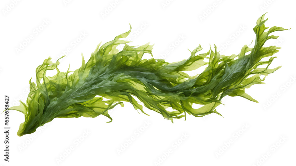 seaweed isolated on transparent background cutout  - obrazy, fototapety, plakaty 