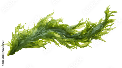 seaweed isolated on transparent background cutout 
