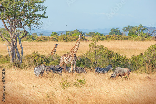 Wild Giraffes and zebras together