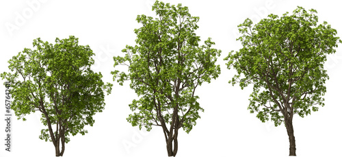 Fototapeta Naklejka Na Ścianę i Meble -  trees large-fruited oak, hq, arch viz, cutout plant 3d render 