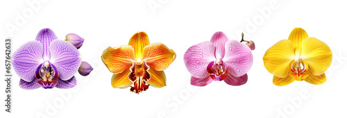 Set of different colors orchid flowers isolated on transparent background. Generative Ai photo