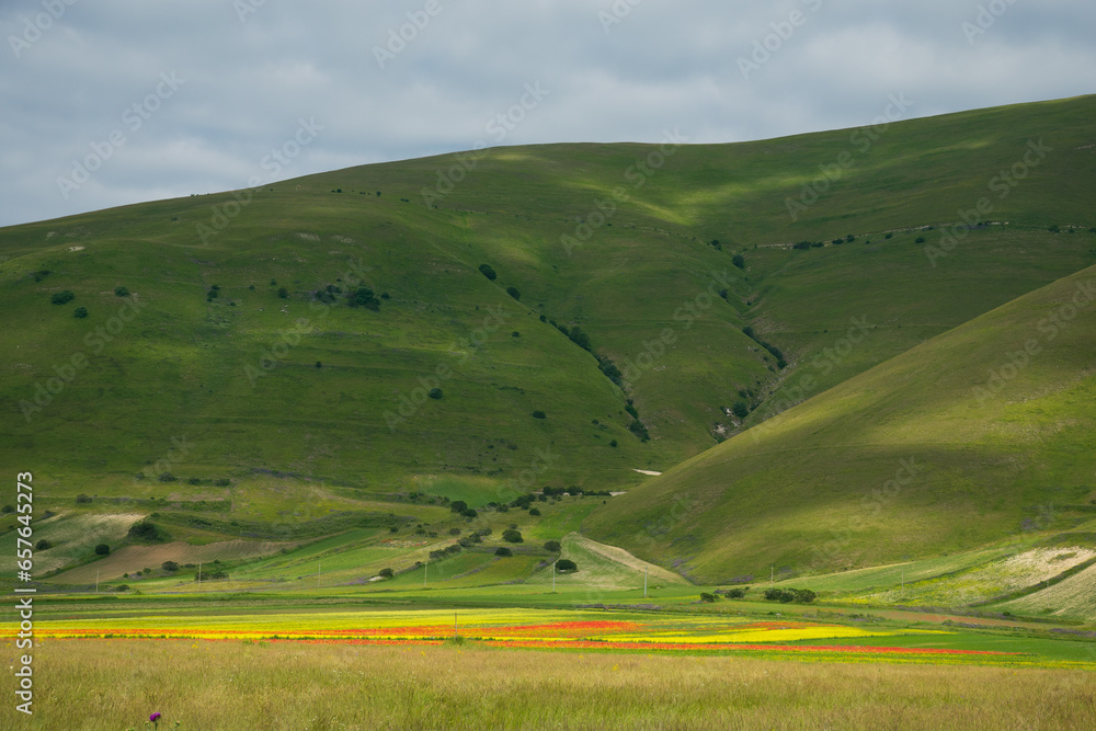 View of Pian Grande during the famous flowering of Castelluccio di Norcia in Umbria Italy
