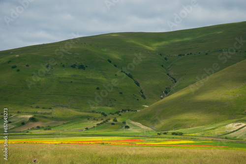 View of Pian Grande during the famous flowering of Castelluccio di Norcia in Umbria Italy