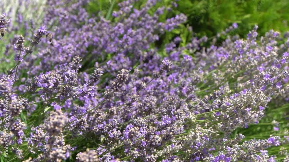Purple lavender flowers bush. Flower in the field. Nature background. Grow a fragrant plant in the garden. Summer flower honey plant closeup. Purple lavender flowers bush. Flower in the field. Nature background. Grow a fragrant plant in the garden. Summer flower honey plant closeup.