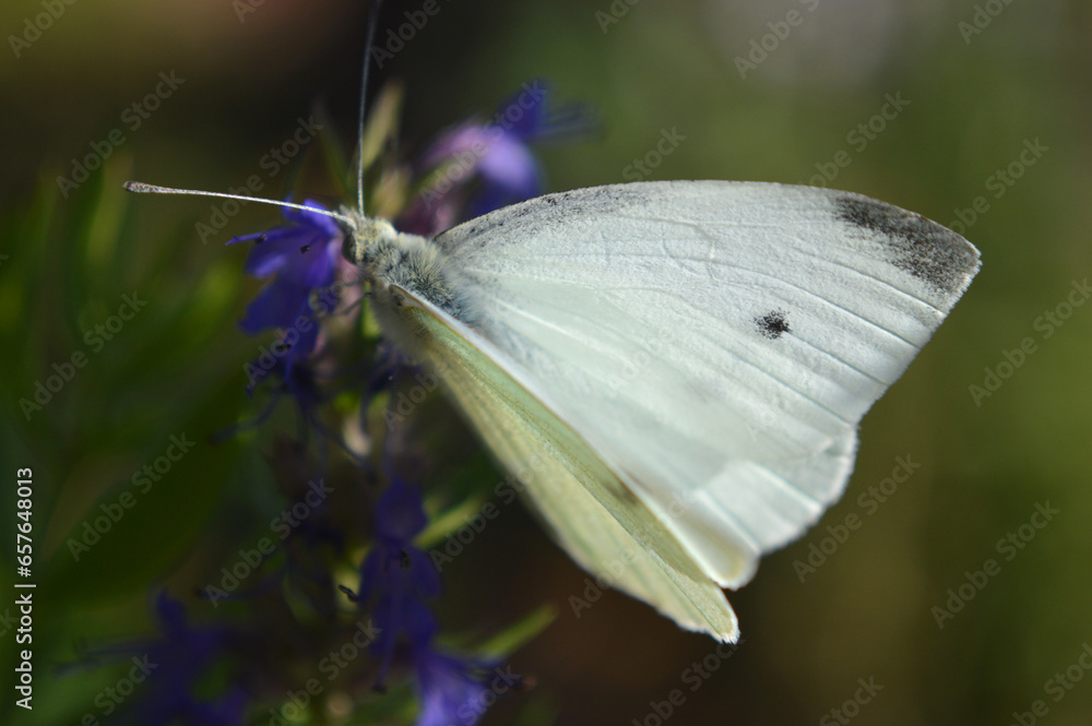 Closeup of a white butterfly on a flower Closeup of a white butterfly on a flower