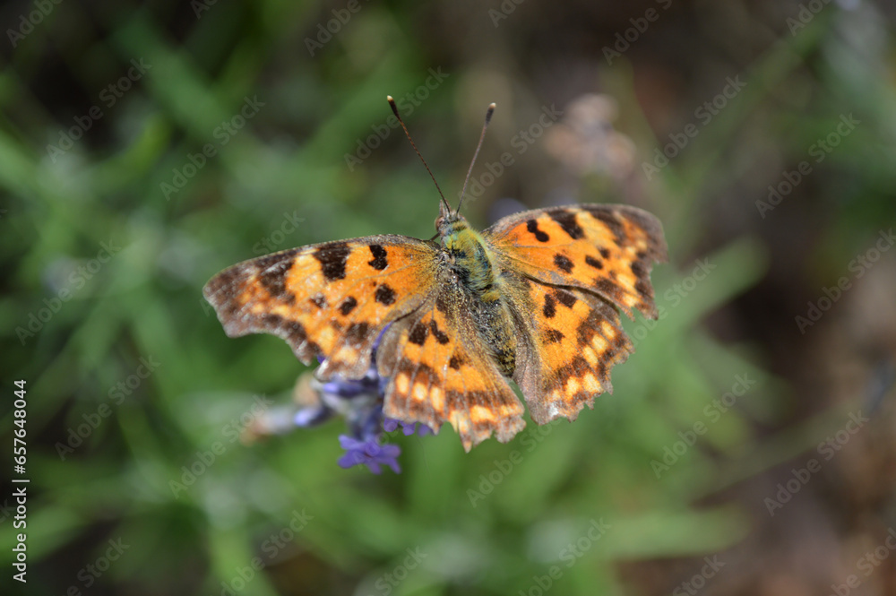 Closeup of an orange spotted butterfly on the flower Closeup of an orange spotted butterfly on the flower