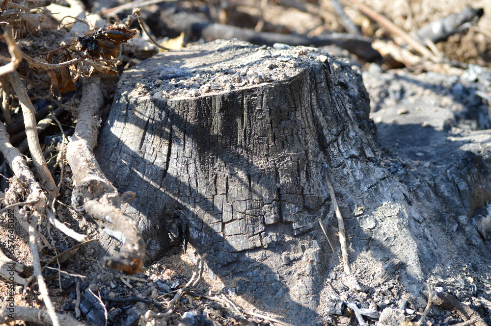 A burnt stump with ashes around