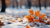 Orange maple leaf in the snow on the ground. Autumn leaf in the snow. Maple leaf covered in snow. Winter landscape. Snowy paysage. Snow. Nature in snow. Winter time. Cold weather