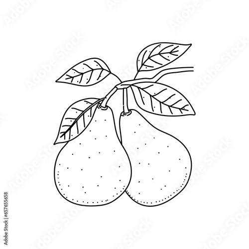 Doodle pears, black outline on a white background. Linear vector drawing isolated on white background
