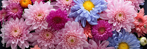 Sunny garden filled with autumn chrysanthemum flowers