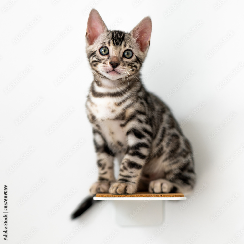 Obraz premium Bengal-katzen, Bengalkatze