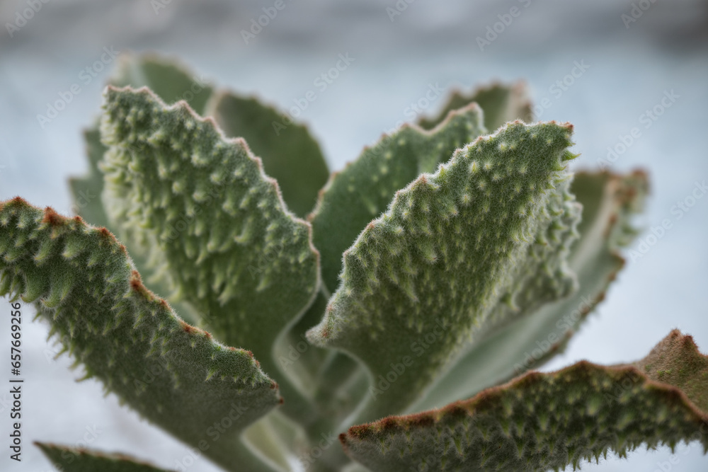 Interesting green leaf of succulent.
Interesting green leaf of succulent.