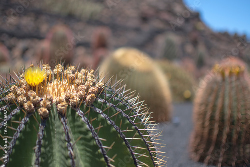 cactus diversity on a sunny summer day in Jardin de cactus in Lanzarote
