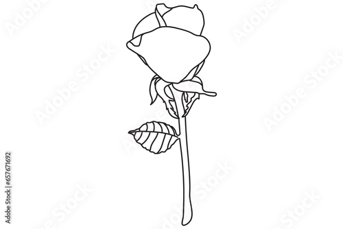 Black and white line art flower illustration. Rose outline, contour, illustration with leaves. Black thin contour decoration.