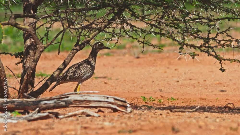 Long lens of a spotted thick-knee (Burhinus capensis) bird standing motionless under a thorny bush during the morning in Africa. Long lens of a spotted thick-knee (Burhinus capensis) bird standing motionless under a thorny bush during the morning in Africa.