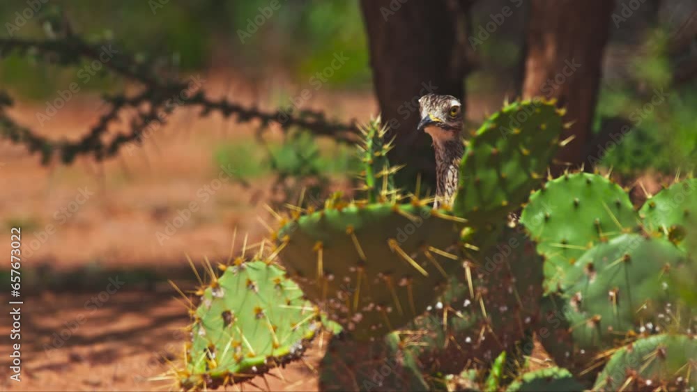 Long lens of a spotted thick-knee (Burhinus capensis) bird looking directly at the camera while standing behind a cactus plant during the morning in Africa. Long lens of a spotted thick-knee (Burhinus capensis) bird looking directly at the camera while standing behind a cactus plant during the morning in Africa.