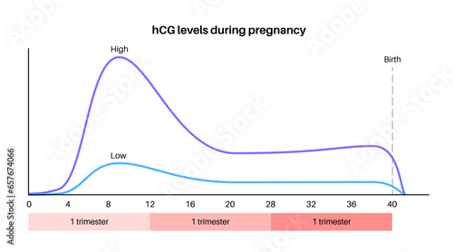 Hormones in pregnancy