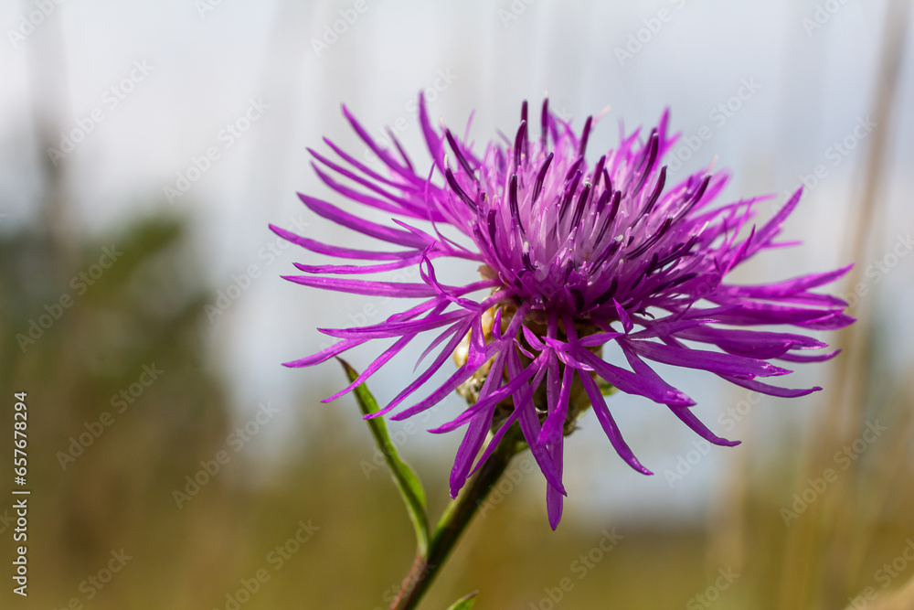 Fototapeta premium Centaurea jacea, the Brown Knapweed, known also as Brown-rayed Knapweed, Brownray Knapweed and Hardheads
