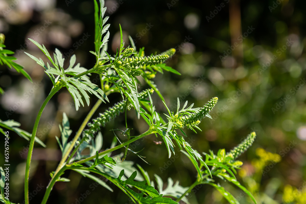 Flower of a common ragweed, Ambrosia artemisiifolia Stock Photo | Adobe ...