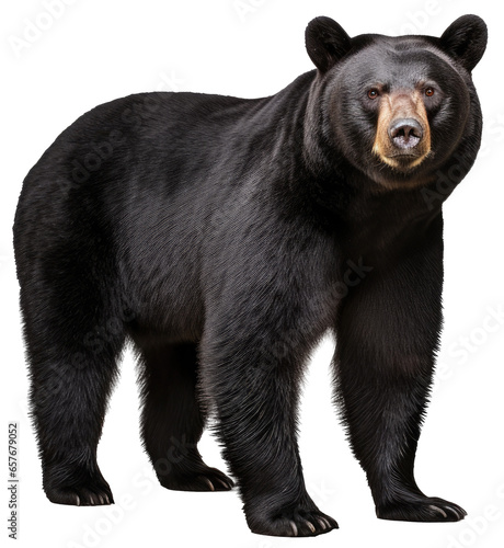 standing black bear isolated on a white background as transparent PNG