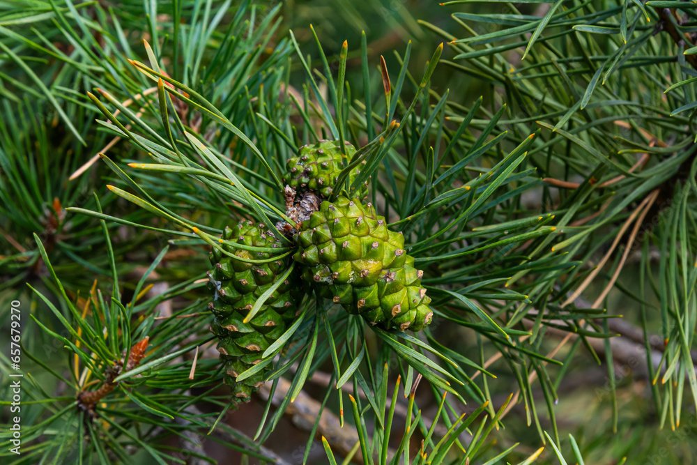 Closeup on pine branch with male and female cone Closeup on pine branch with male and female cone